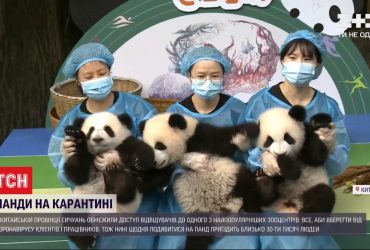 Карантин із пандами: у китайській провінції обмежили потік туристів у популярному зоологічному центрі