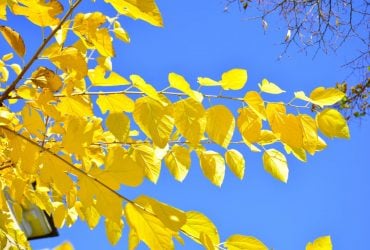 2 ноября в Украине потеплеет чуть ли не до +20°