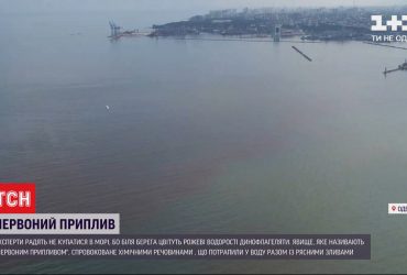 "Червоний приплив": одеське узбережжя заполонили рожеві водорості