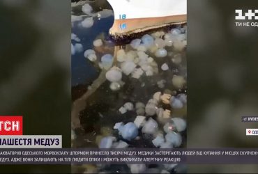 Море поблизу Одеського морвокзалу заполонили тисячі медуз