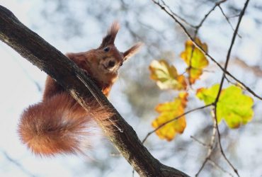 Яка погода буде в Україні до кінця осені: синоптик дала обнадійливий прогноз
