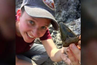 Дослідники знайшли дитсадок для немовлят вимерлої акули, якому 24 мільйони років