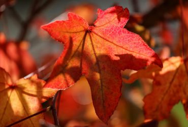 Сьогодні Україну накриє осіннє тепло: температура підскочить до +20° та навіть вище (карта)