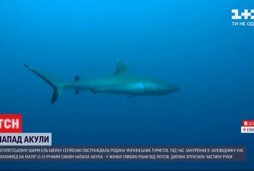 Напад акули на українців у Єгипті: жінку перевели до стаціонару, а хлопчик втратив руку