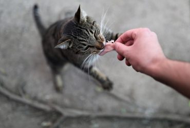 Чому кіт перебирає харчами: дресирувальниця назвала можливі причини