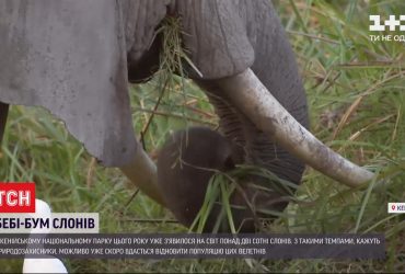 Рекордна народжуваність: у національному парку Кенії цьогоріч з`явилося понад 2 сотні слонів