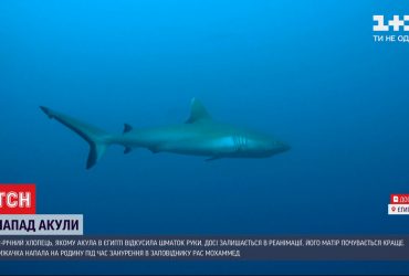 Після нападу акули на українців, влада Шарм-ель-Шейху тимчасово обмежила доступ до пляжів