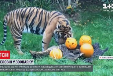 Лондонський зоопарк прикрасили до Геловіна