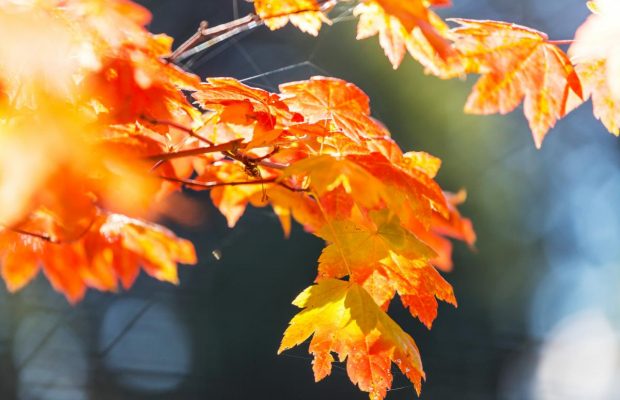 13 жовтня 2020 - яке сьогодні свято, прикмети та іменинники, що сьогодні не можна робити