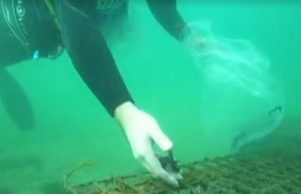 Біля австралійського узбережжя облаштовують "готелі" для морських коників (відео)