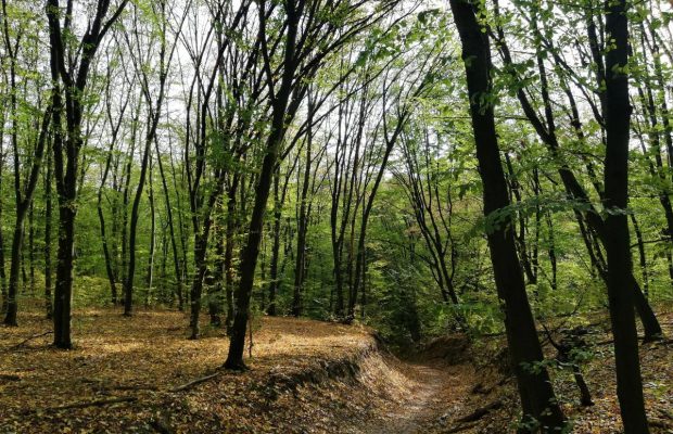 Настоящий лес посреди города: изолируемся в Голосеевском лесу в любое время года