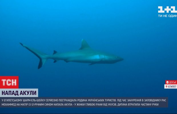 Напад акули на українців в Єгипті: у МЗС розповіли про стан постраждалих (відео)