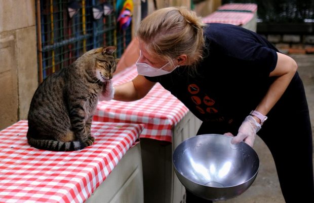 В Барселоне открыли приют для котов, оставшихся без хозяев из-за коронавируса (фото, видео)