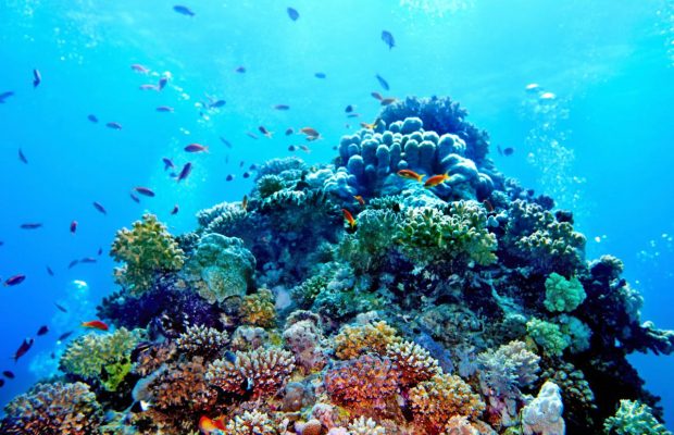 Майже тисяча туристів застрягли на круїзному лайнері через "атаку" мікроорганізмів