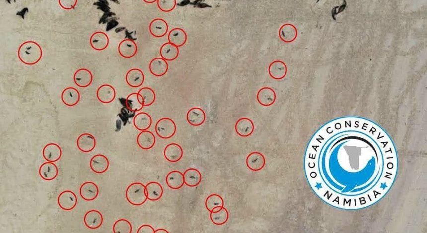 На побережье африканской страны обнаружили семь тысяч мертвых тюленей (фото, видео)