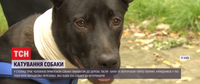 Пса врятували і назвали Куртом / скріншот відео Пса врятували і назвали Куртом / скріншот відео