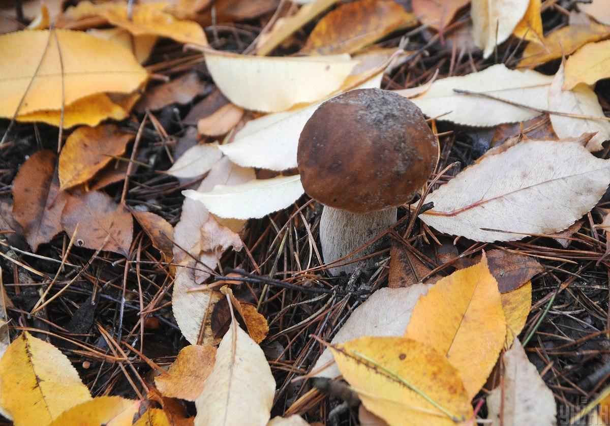 Какие есть съедобные грибы в октябре Какие есть съедобные грибы в октябре