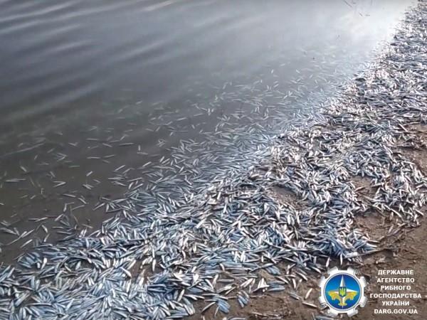 В Запорожской области массово погибла Азовская хамса / фото Госрыбагентство Украины В Запорожской области массово погибла Азовская хамса / фото Госрыбагентство Украины
