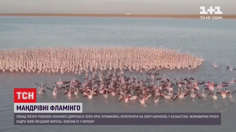 Птицы, садящиеся на воду, похожи на гигантский розовый остров / скриншот Птицы, садящиеся на воду, похожи на гигантский розовый остров / скриншот