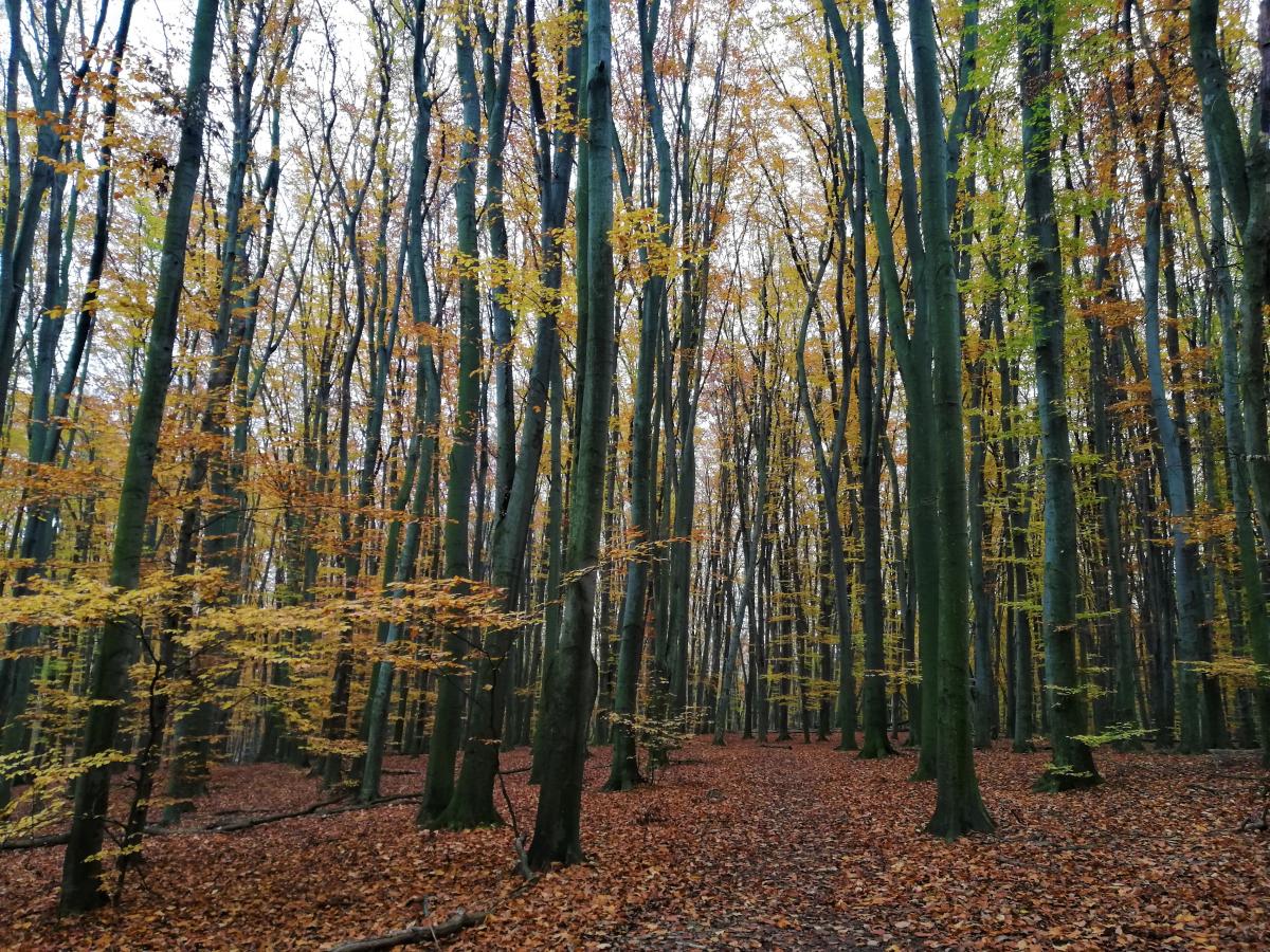 Осінь в Голосіївському лісі теж дуже красива / фото Марина Григоренко