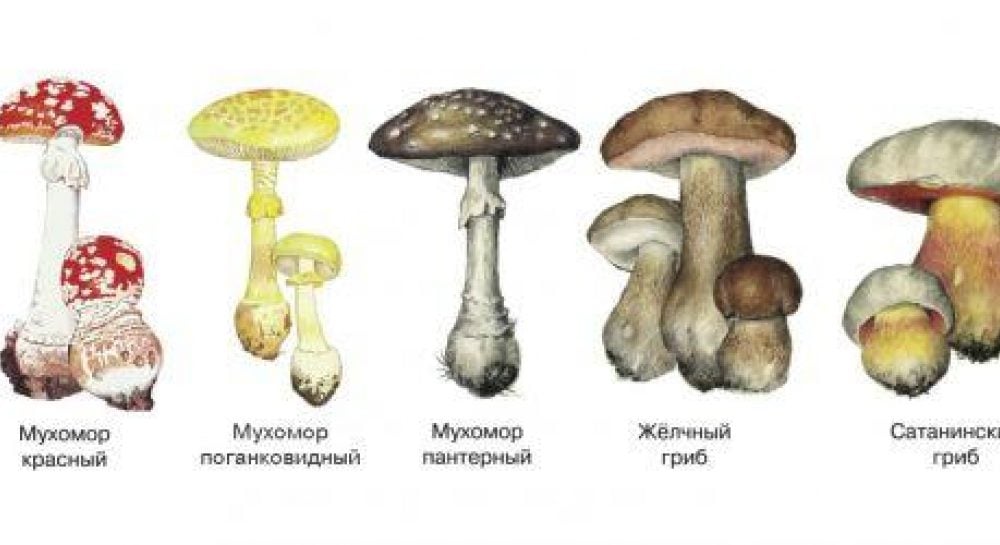 Небезпечні гриби, які слід уникації