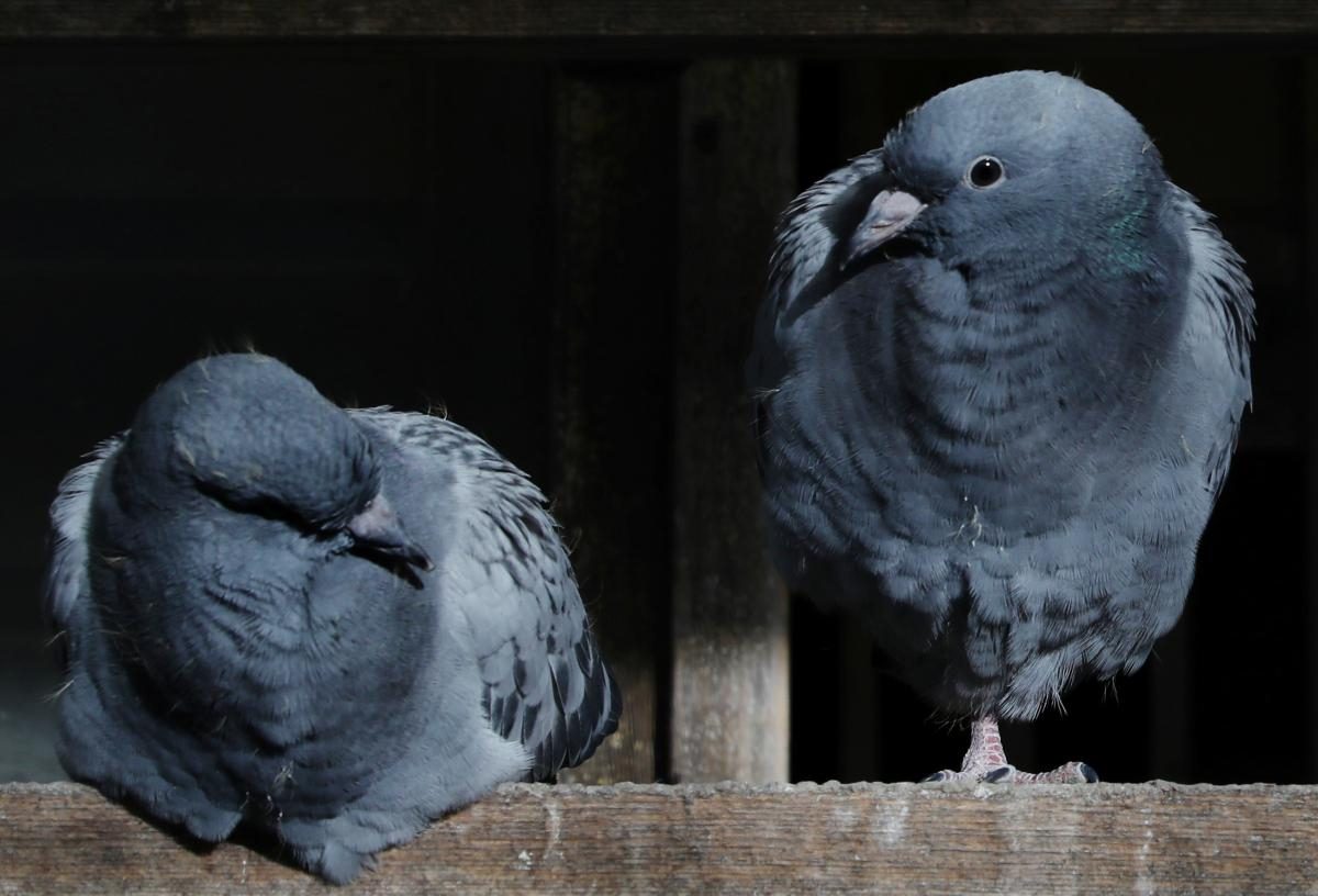 Гнезда для голубей своими руками: способы изготовления пошагово
