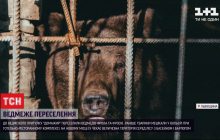 На Львовщине в медвежий приют переселили двух спасенных медведей (видео)