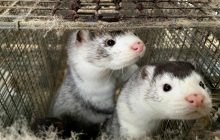 Польша обнаружила коронавирус у работников норковых ферм