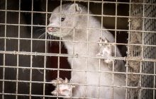 В Литве у работников норковой фермы обнаружили коронавирус