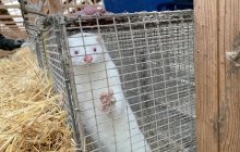 В Дании пока не могут убить 17 миллионов норок из-за коронавируса: названа причина
