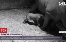 В зоопарке Роттердама родился детеныш черного носорога (видео)