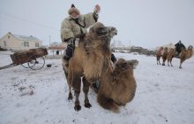 Гонки на верблюдах и испытания на 40-градусном морозе: как северные китайцы празднуют зимний фестиваль Наадам (видео)