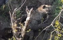 В Южной Африке гиена стащила маленького леопарда и попала на видео