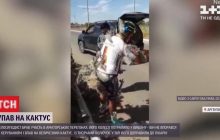 В Аргентині велосипедист впав на величезний кактус і потрапив до лікарні (відео)