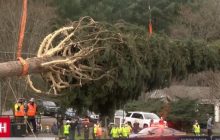 В Нью-Йорке готовятся установить самую известную елку США (видео)