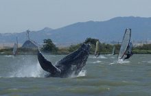 В австралийской реке заметили китов: ученые в недоумении