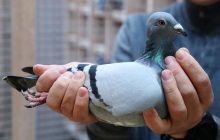 В Португалии спор о голубях закончился тройным убийством и самоубийством