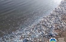 Берег завален рыбой: в лимане Азовского моря массово погибла хамса (фото)