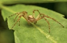 Пауки-крабы научились связывать самок перед спариванием, чтобы их не съели
