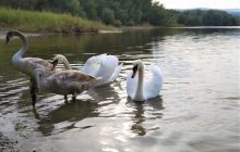 Самое крупное место зимовки лебедей в Карпатах оказалось под угрозой (видео)