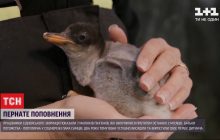 У сіднейському зоопарку сталося попонення: у пари пінгвінів-геїв народилося семеро малюків (відео)