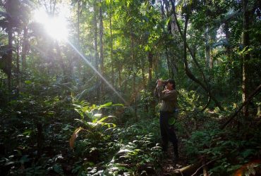 Ученые объяснили, почему умирают деревья в лесах Амазонки