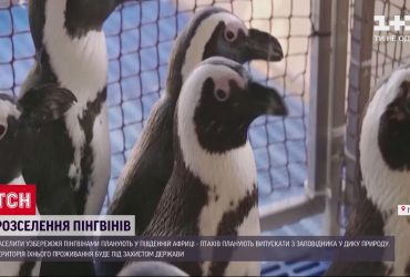 На узбережжі Південно-Африканської республіки з'являться нові колонії пінгвінів