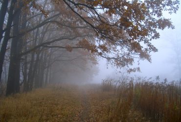 Сьогодні на українців чекає холодна листопадова погода, - прогноз (карта)