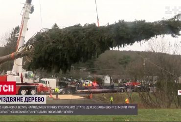 У Нью-Йорку готуються встановити головну різдвяну ялинку США