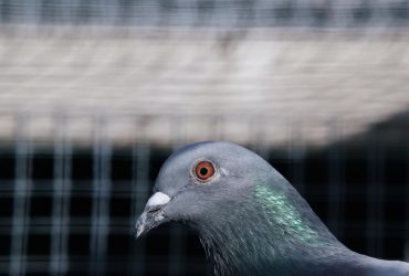 РФ оживила пропаганду про українську біологічну зброю: в ISW сказали, для чого