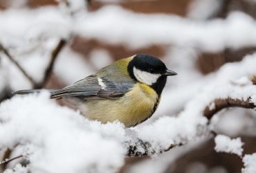 В среду часть Украины засыплет снегом (карта)