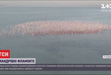 Острів фламінго: понад тисячу птахів зупинилися перепочити на озері Караколь у Казахстані