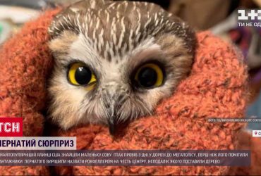 У найпопулярнішій ялинці Америки знайшли маленьку сову