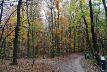 Weekend quarantine in Kyiv's Holosiyivsky forest